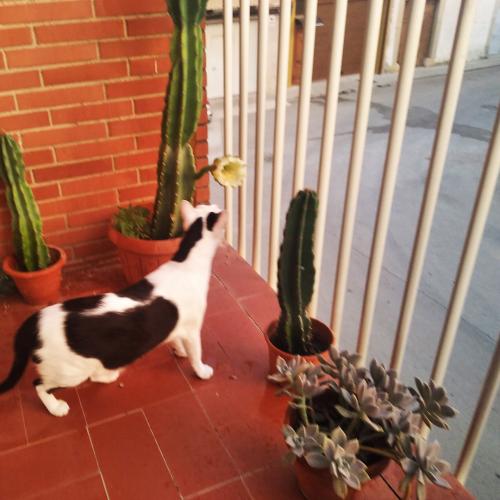 plantas-remedios-es-pixie-terraza-cactus-flor